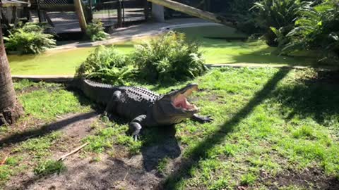 Florida gator