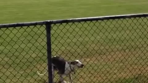 Dogs Jumping excitingly