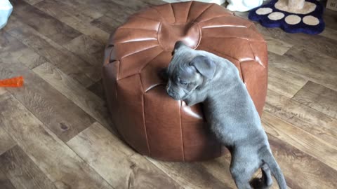 Cute Kitten and Staffy Puppy play time