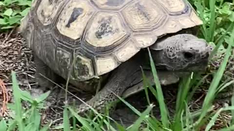 Adorable Gopher turtle