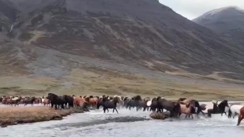 Hundreds of Horses in Iceland