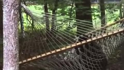 Cute Bear Cub casually relaxing on a hammock