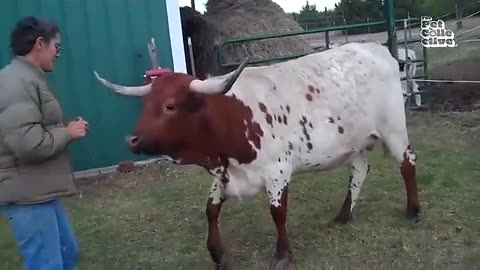 FUNNIEST FARM ANIMAL VIDEOS 😍😅