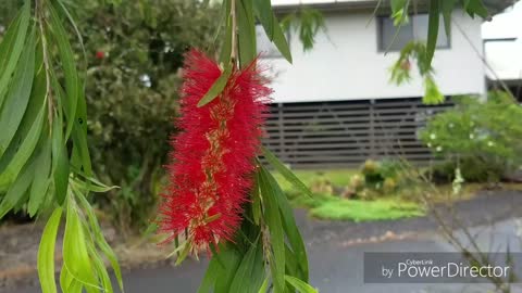 Bottle Brush Tree