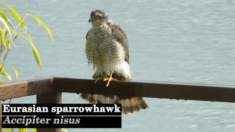 10 Birds of Prey Mostly Used for Falconry