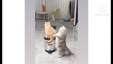 Badminton with cats😂It's hilarious😳😂😂 #catsfunnyscenes #viral #pets😍