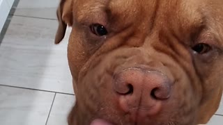 Peanut Butter Face (Douge de Bordeaux)