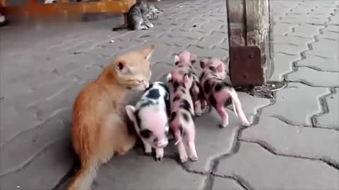 A group of cute little animals around