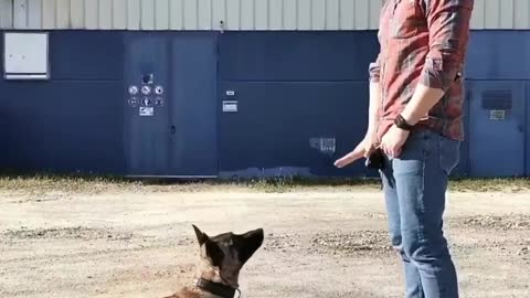 Wonderful training dogs 🐕