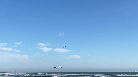 seagulls-flying-over-beach-in-slow-motion