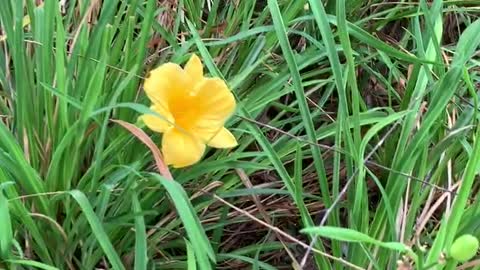 Beautiful little yellow flowers