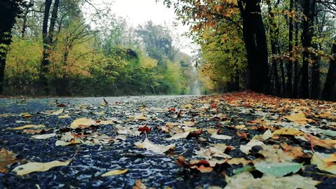 The sound of rain in the forest. Perfectly soothes and cheers up.