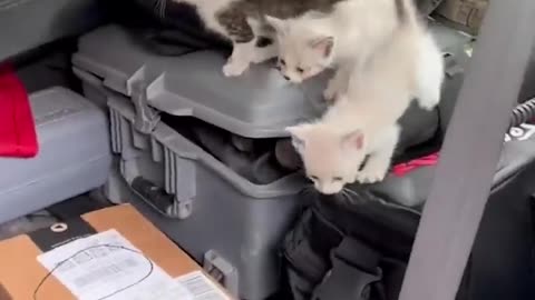 Man is ambushed by 13 homeless kittens