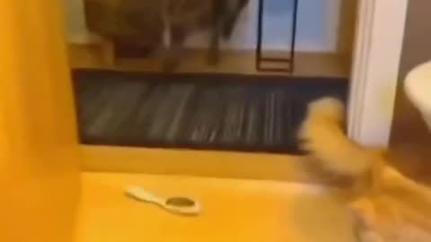 Cats Slapping is the funniest thing