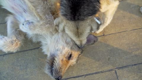 Couple of cur homeless dogs lying on the ground playing