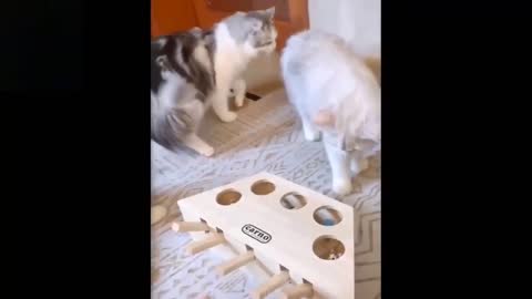 Cats playing with a cool toy