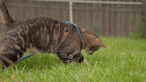 Cat on leash pouncing on bugs in grass