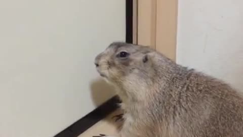 Gopher scratches the door