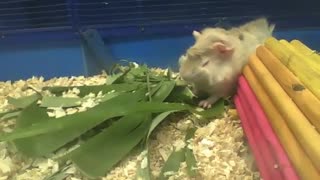 Abyssinian guinea pig starts eating the foliage, it looks good! [Nature & Animals]