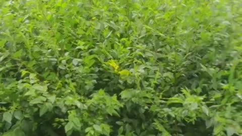 The park is full of trees with green leaves and delicate green leaves