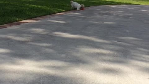 Puppy learns to play fetch with tennis ball that's too big