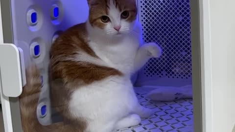 Cute Cat Relaxing