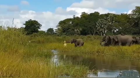 River Clash: Alligator Launches Surprise Attack on Chubby Elephant!