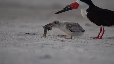 A Fledgling Being Fed