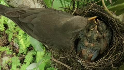 A bird feeding its hatchlings in Scotland, the cute moment never be overlooked