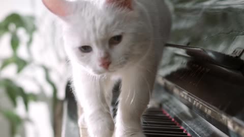 cute cat playing piano #cat #cats #cute