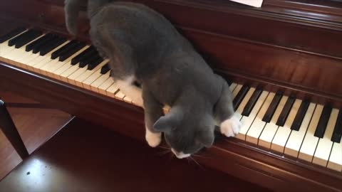 Funny Cat Playing Piano Composes And Plays Own Song - Funny Cat Videos