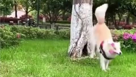 Funny Dogs from Tik Tok - Try not to laugh - Funny Dog - Funny Animals Life - Cute 😍😍😍