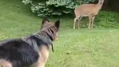 Bambi the deer VS dog