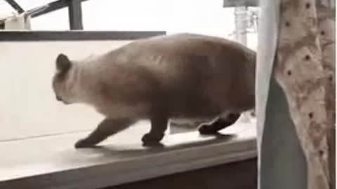 cat jumps out of the window and falls.