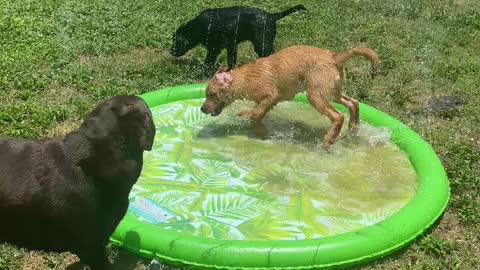 Odin & Echo and their Puppy Pool