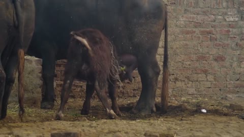 Village Life - Milking a Cow by Hand - Cow Milking Process Manual