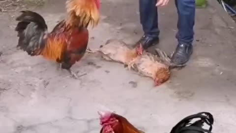 Cock VS Hen