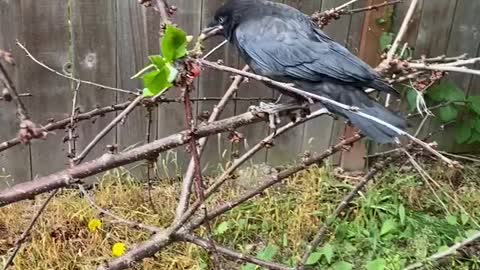 Our crow friend Hank