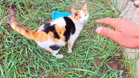 I petted the cute cat. A cat's fur is very soft #catvideos