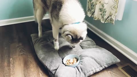 Stubborn husky refuses to eat, tries to bury his food