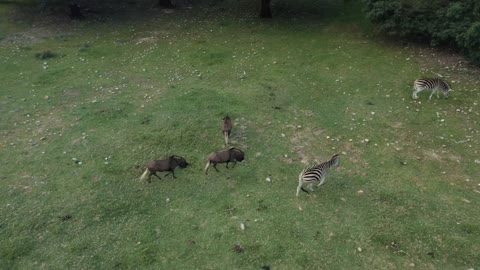 Drone Accidentally Captured Amazing footage of Animals while taking shot of Jungle