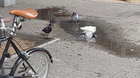 Dove Or Pigeon Taking A Bird Bath?