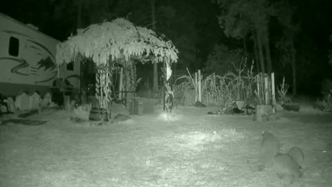 Raccoon Caught on night vision cam Outdoors fun Babies Family