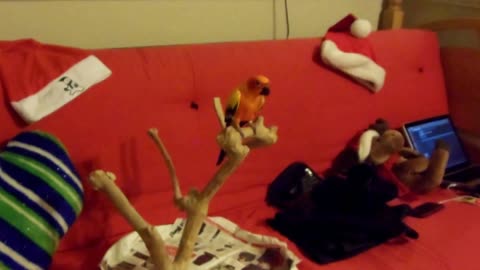 Sun Conure Singing to White Christmas