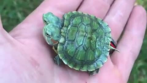 cute two-headed turtle