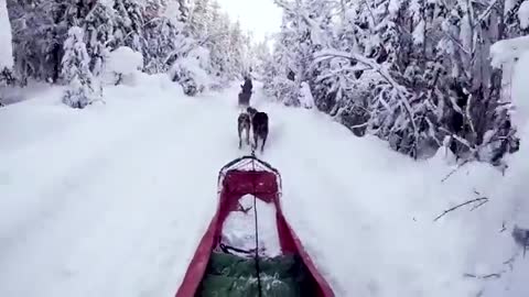 How to be a Dog Sledding Musher in Alaska