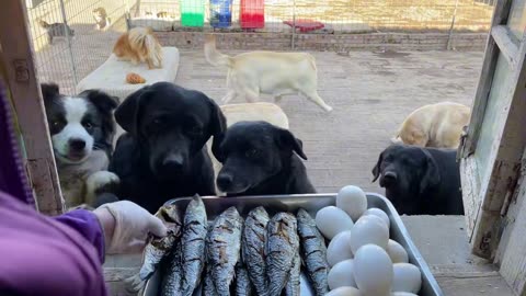 I made grilled fish and boiled goose eggs for my dog today.