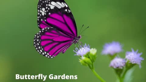 Butterfly Garden Greencastle Pennsylvania Landscaping Contractor