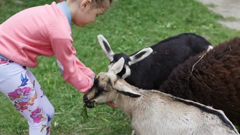 Cute baby girl feeding sheep and goat from her hands