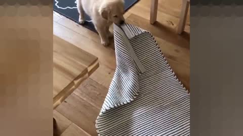 Perfectionist puppy likes to rearrange the house